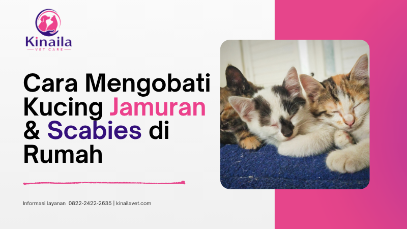 Cara Mengobati Kucing Jamuran / Scabies di Rumah